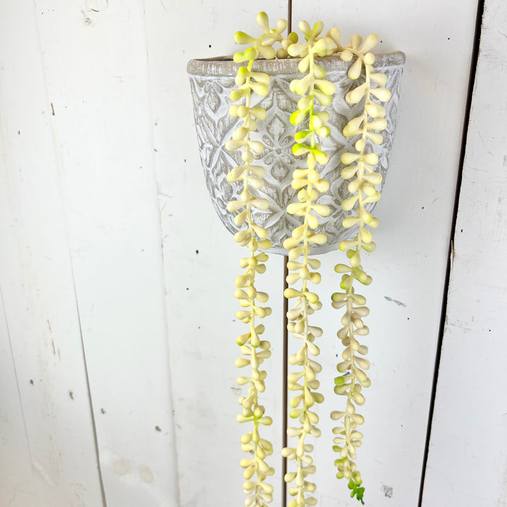 Hanging Succulent