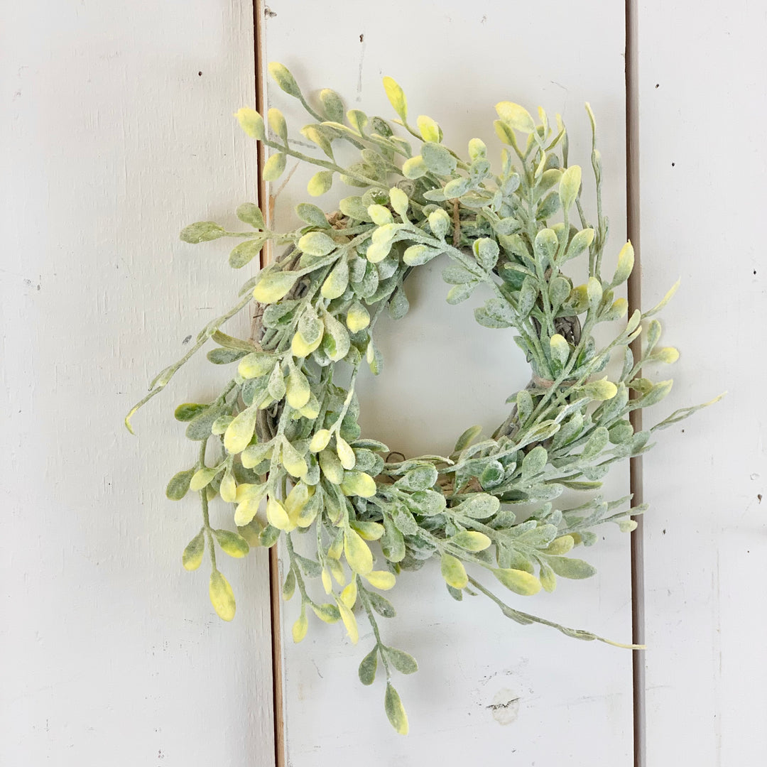 3" English Boxwood Candle Ring