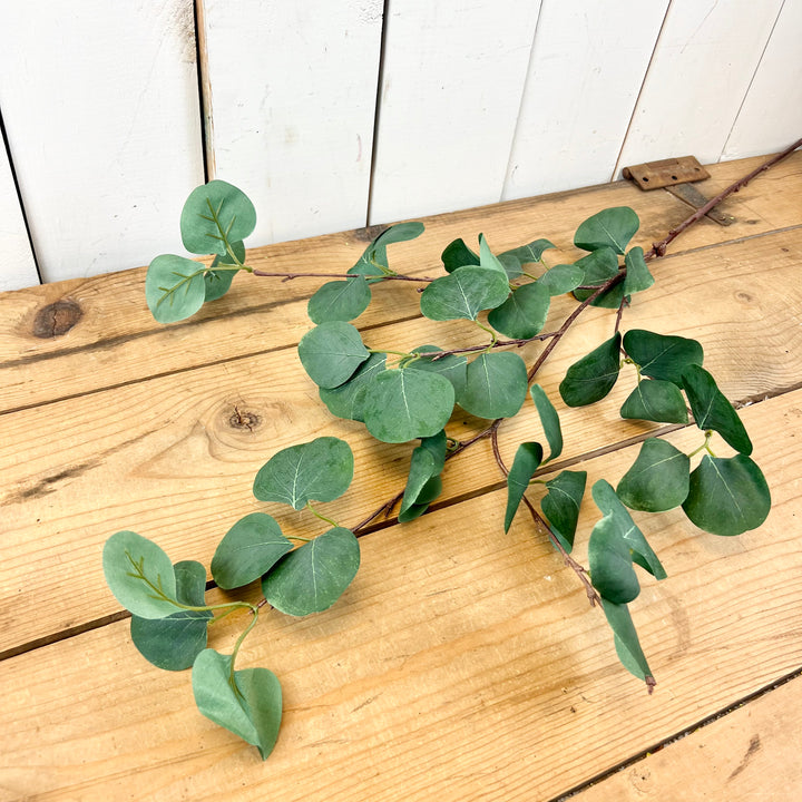 Long Eucalyptus Stem