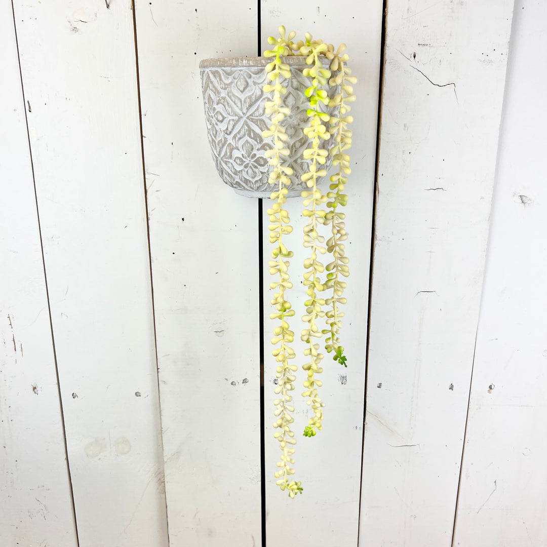 Hanging Succulent