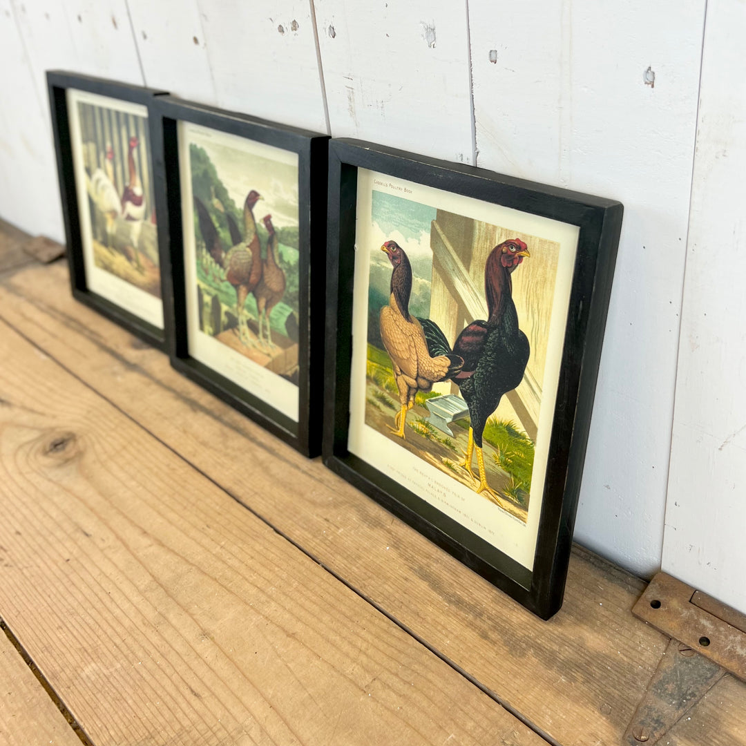 Chicken Wall Prints