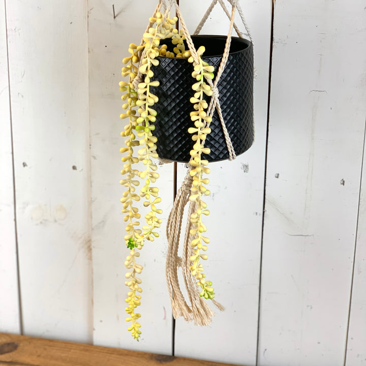 Hanging Succulent