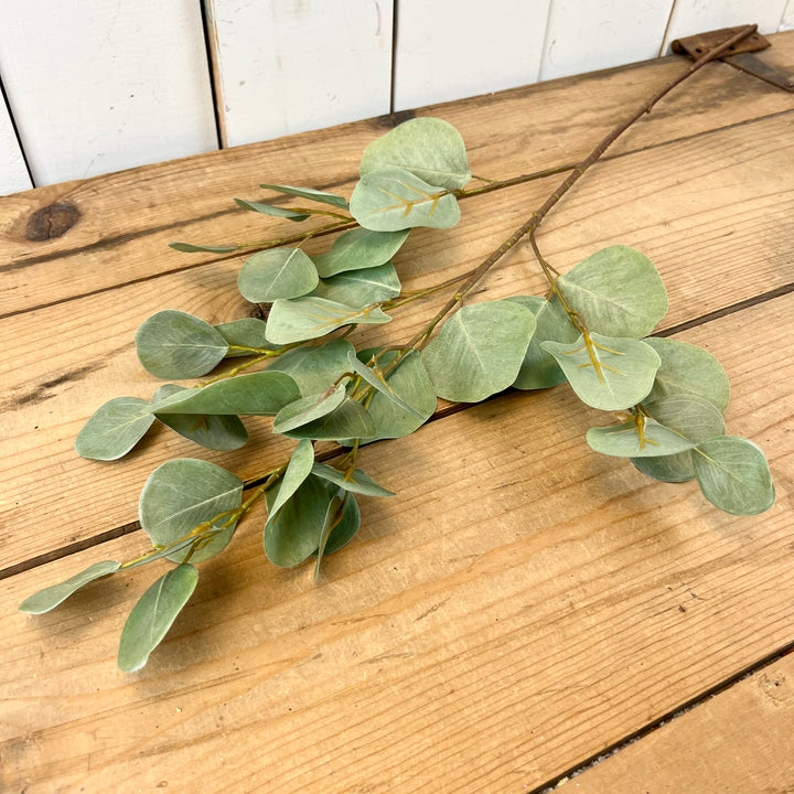 Eucalyptus Stem