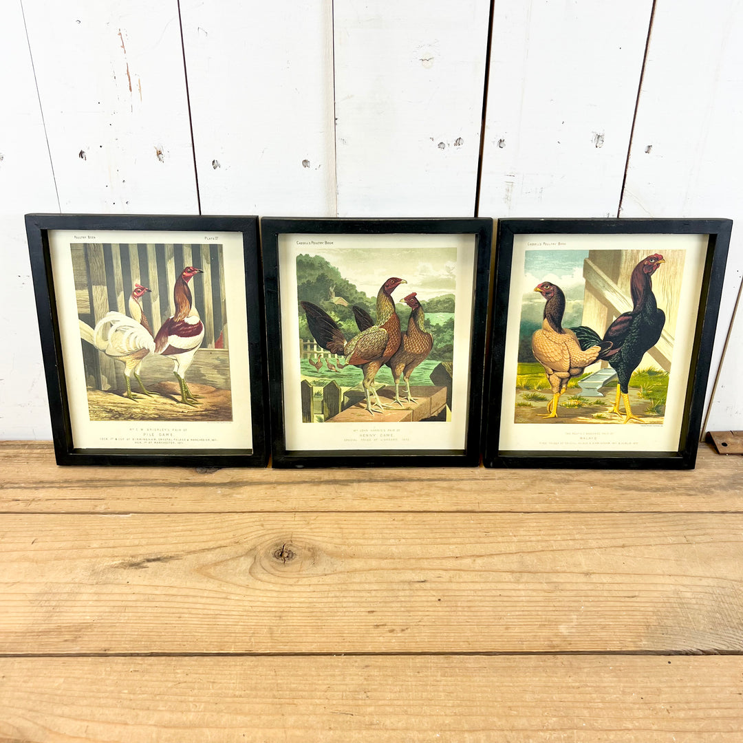 Chicken Wall Prints