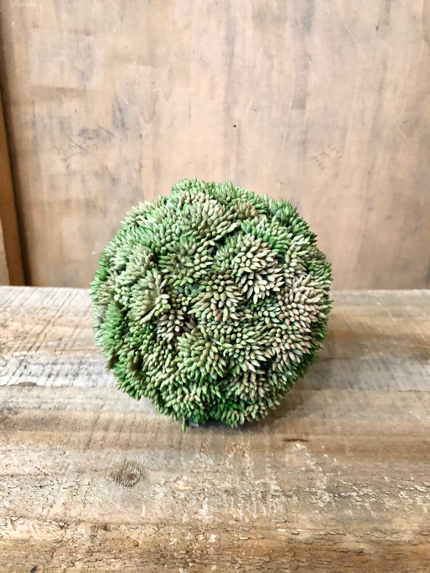 Succulent Orb