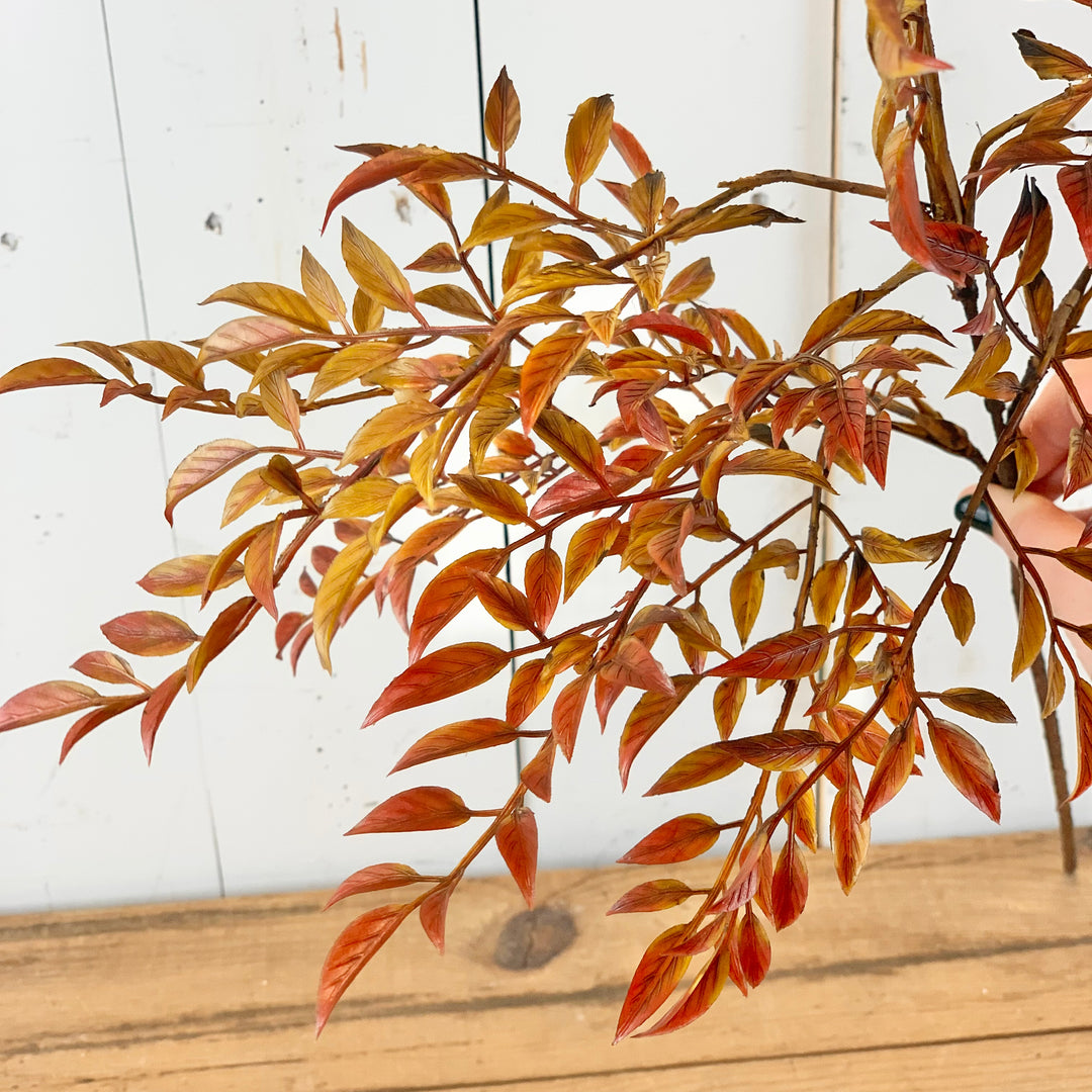 Harvest Leaf Stem