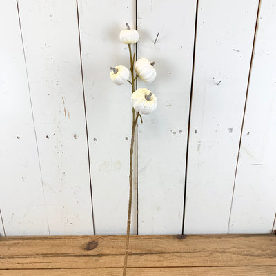 White Pumpkin Stem