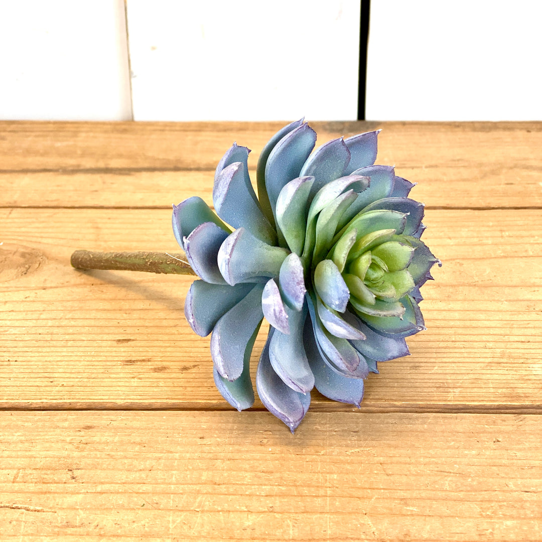 Blue Succulent