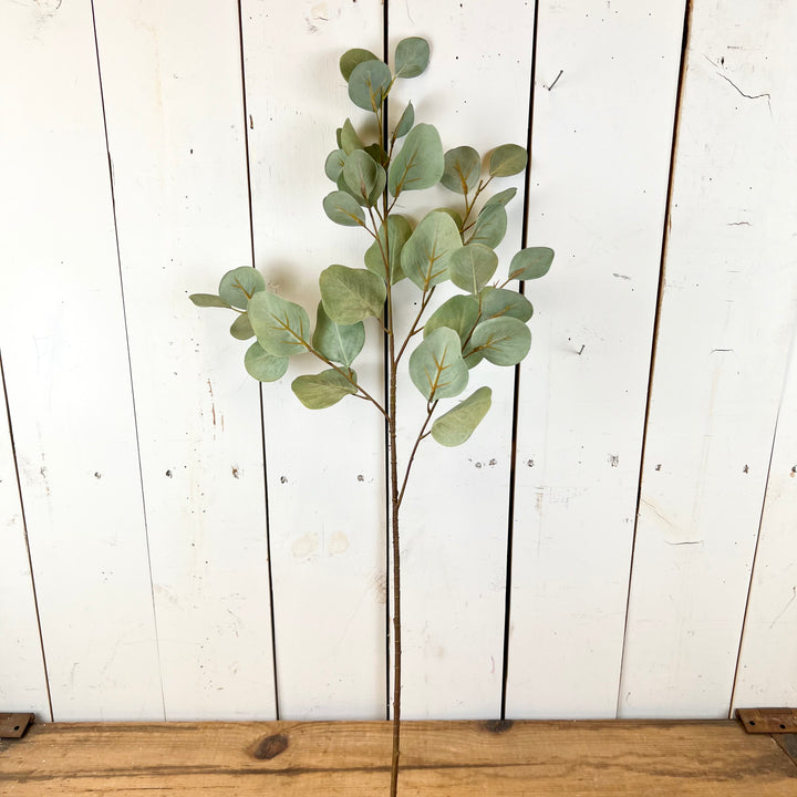 Eucalyptus Stem