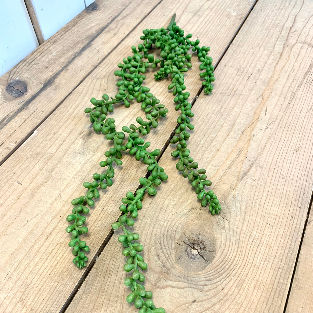large hanging succulents Long Hanging Succulent – Prairie in Bloom