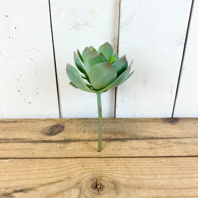 Echeveria Succulent