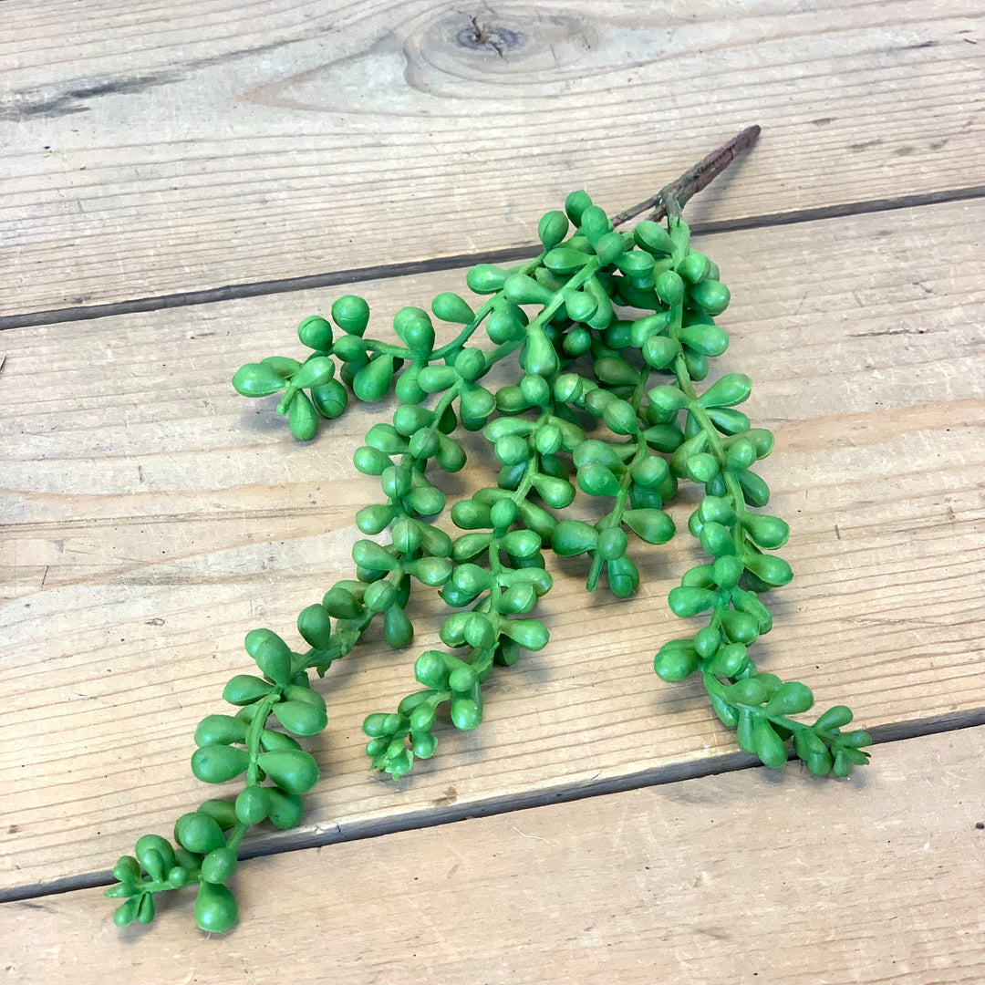 Small Hanging Succulent