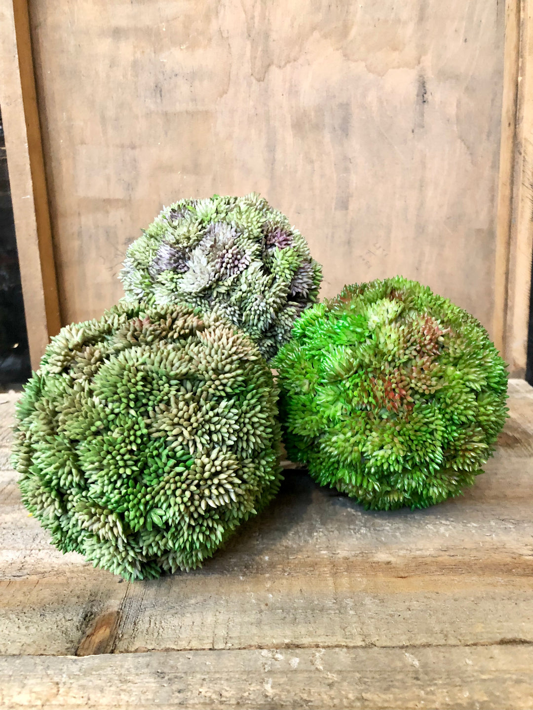 succulent with balls Succulent Orb – Prairie in Bloom
