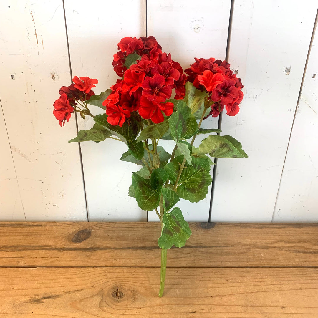 Geranium Bush