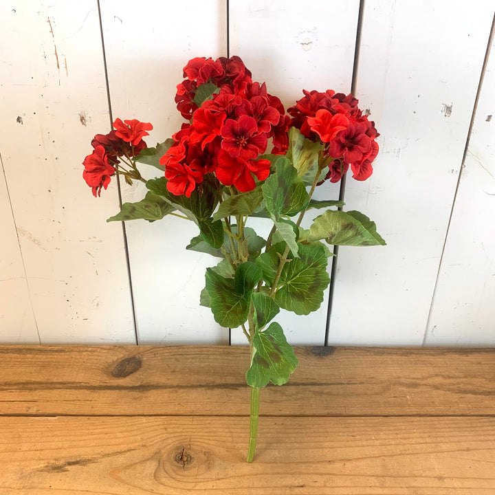 Geranium Bush