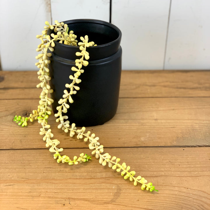 Hanging Succulent