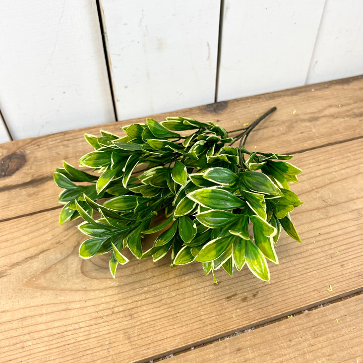 Privet Collection