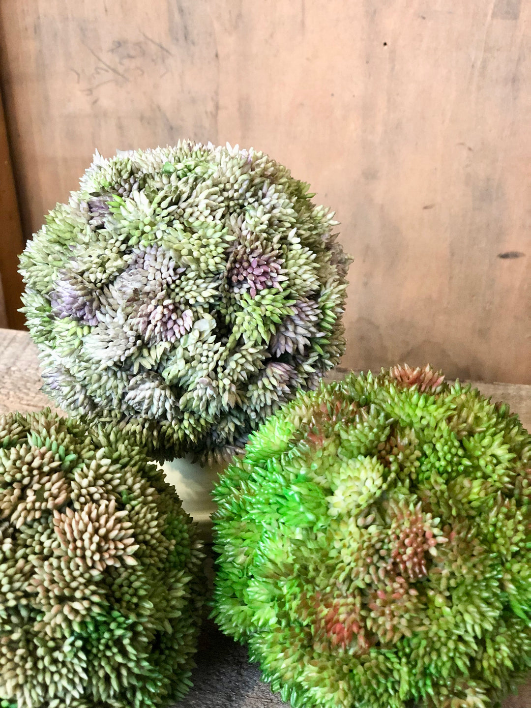 succulent orb Succulent Orb