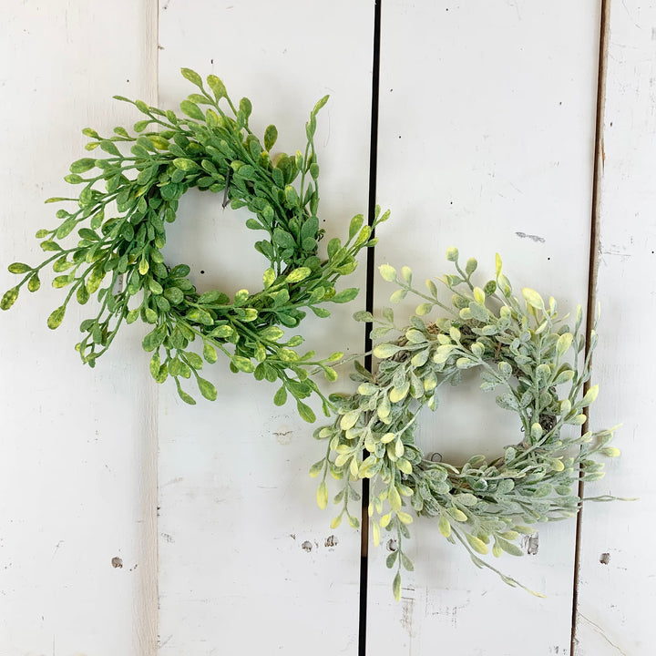 3" English Boxwood Candle Ring