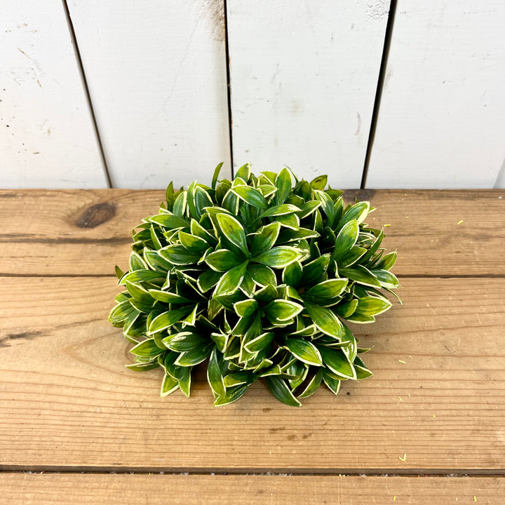Privet Collection