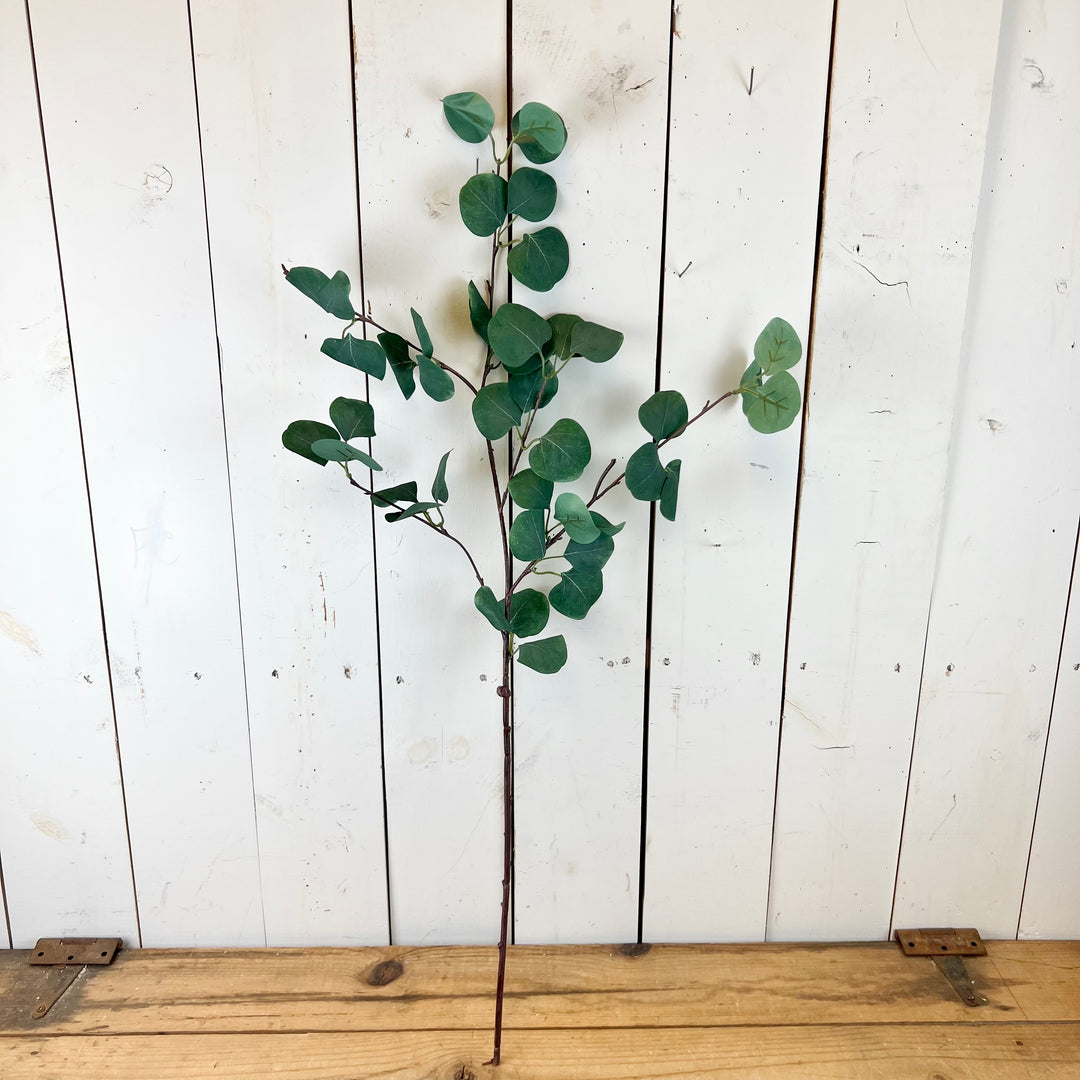 Long Eucalyptus Stem