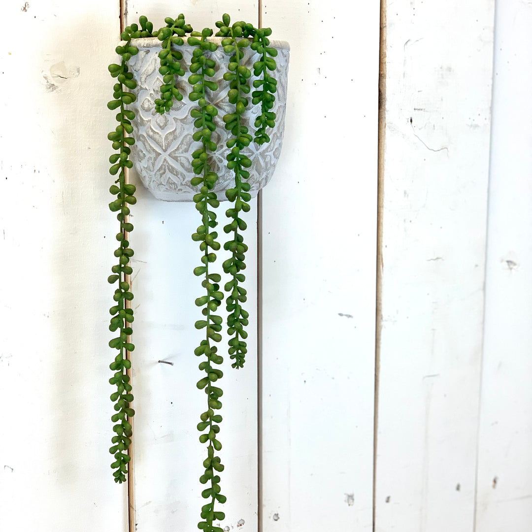 long plants that hang Long Hanging Succulent – Prairie in Bloom