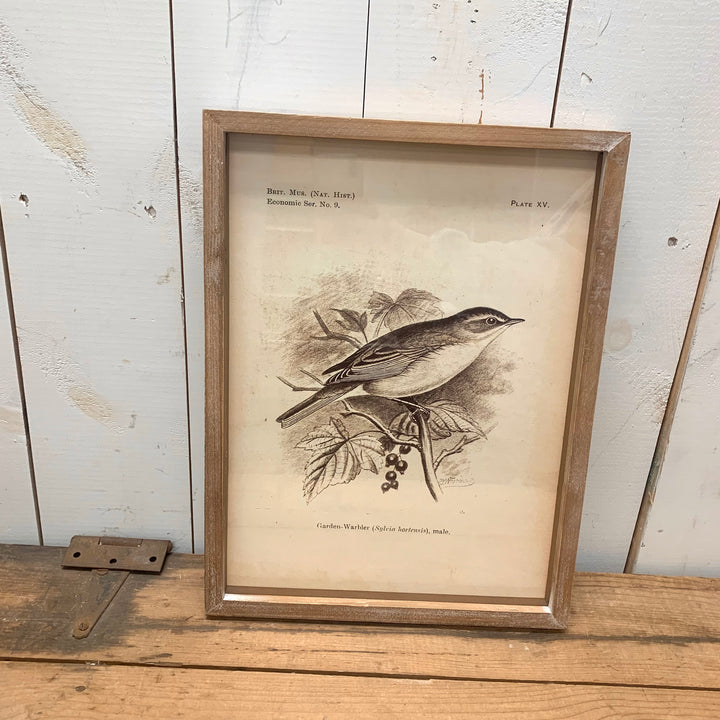 Wood Framed Bird Prints