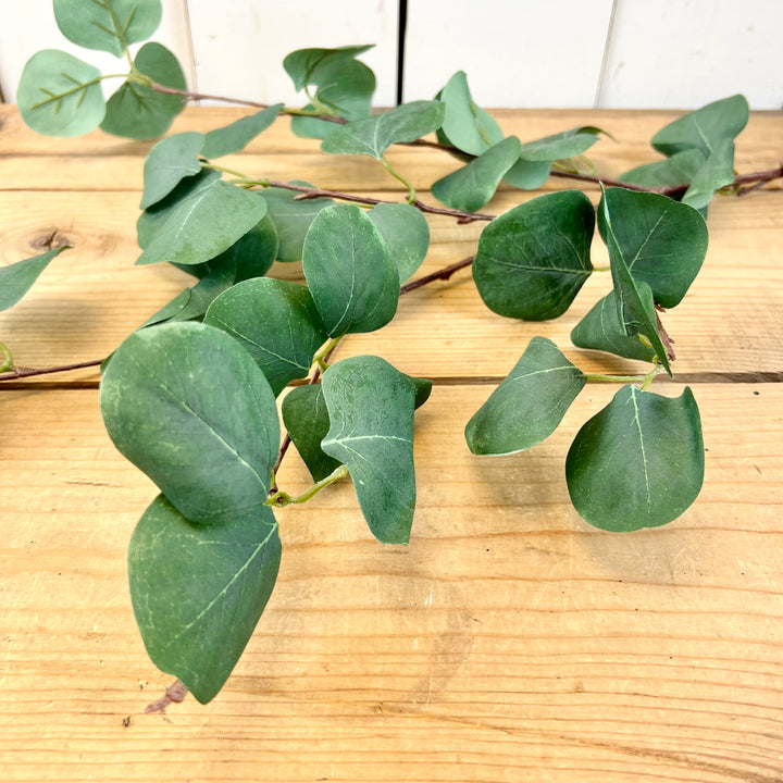 Long Eucalyptus Stem