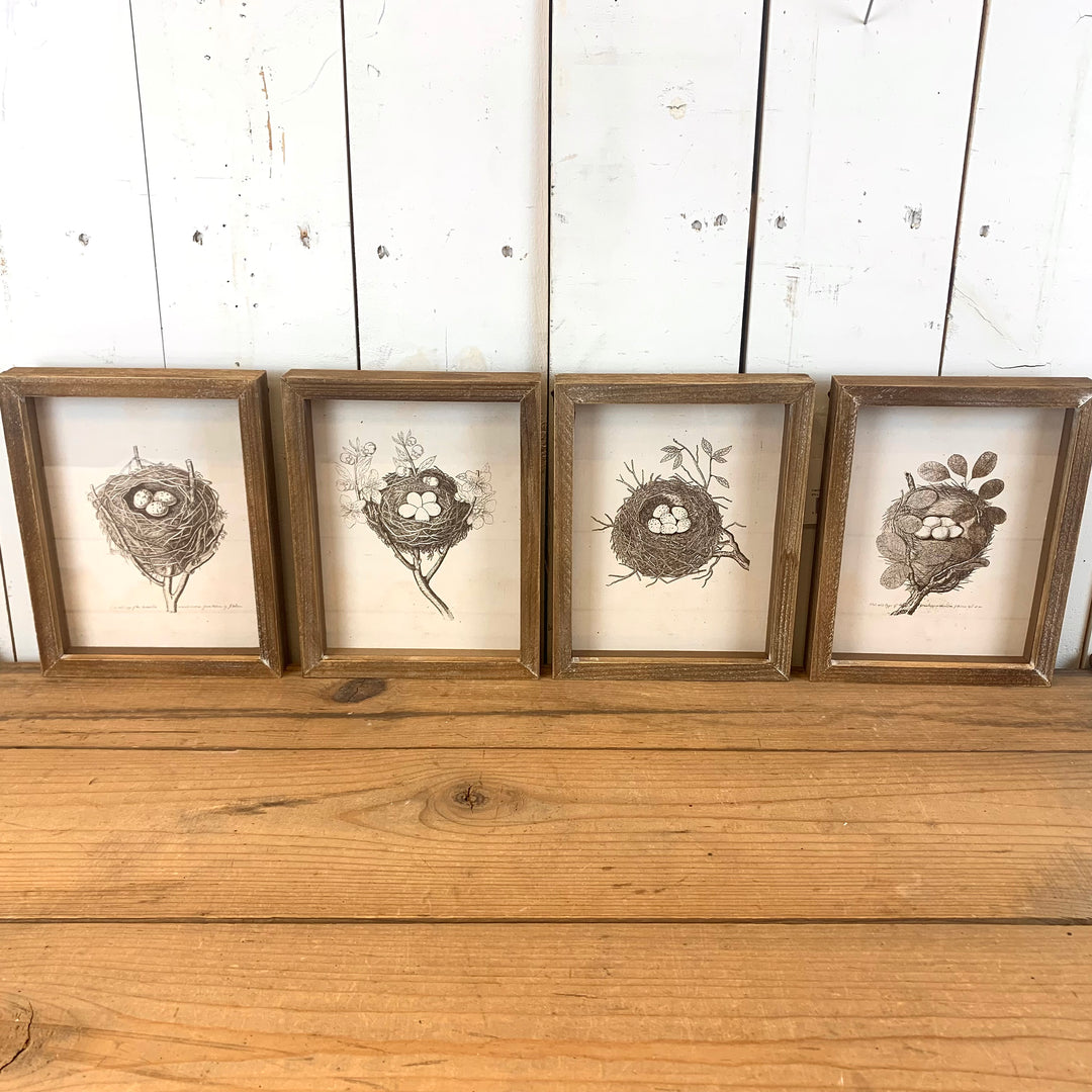 Framed Bird Nest Prints - Four Styles