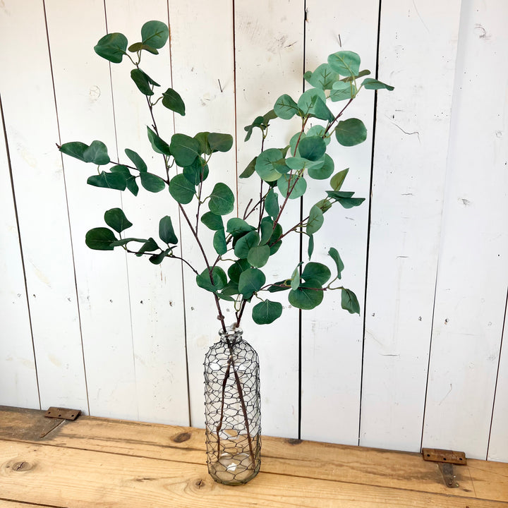 Long Eucalyptus Stem