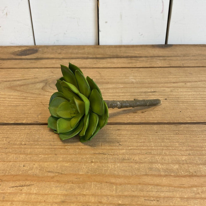 Succulent
