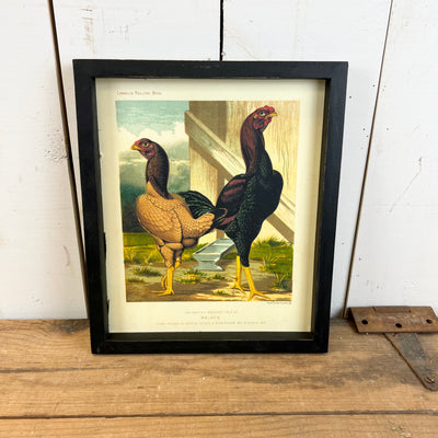 Chicken Wall Prints