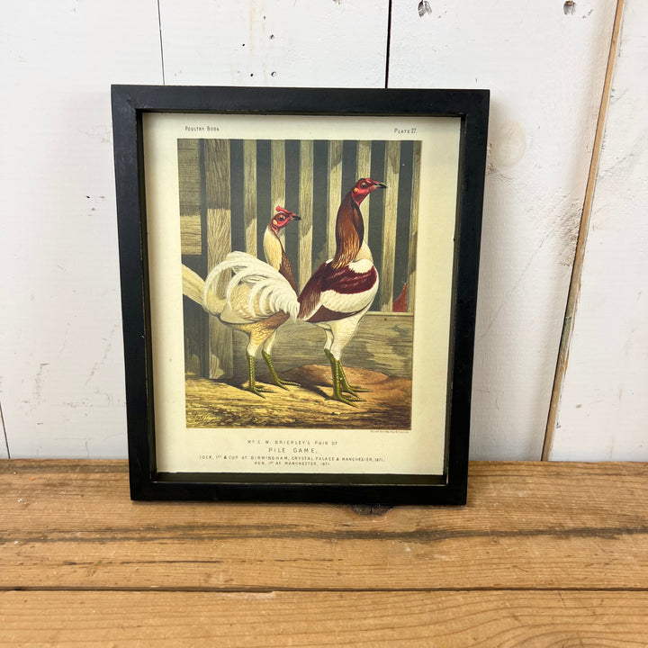 Chicken Wall Prints