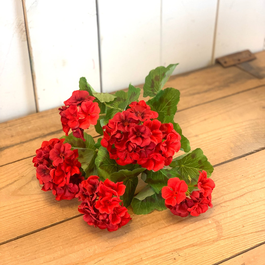 Geranium Bush