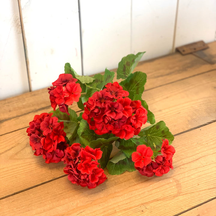 Geranium Bush