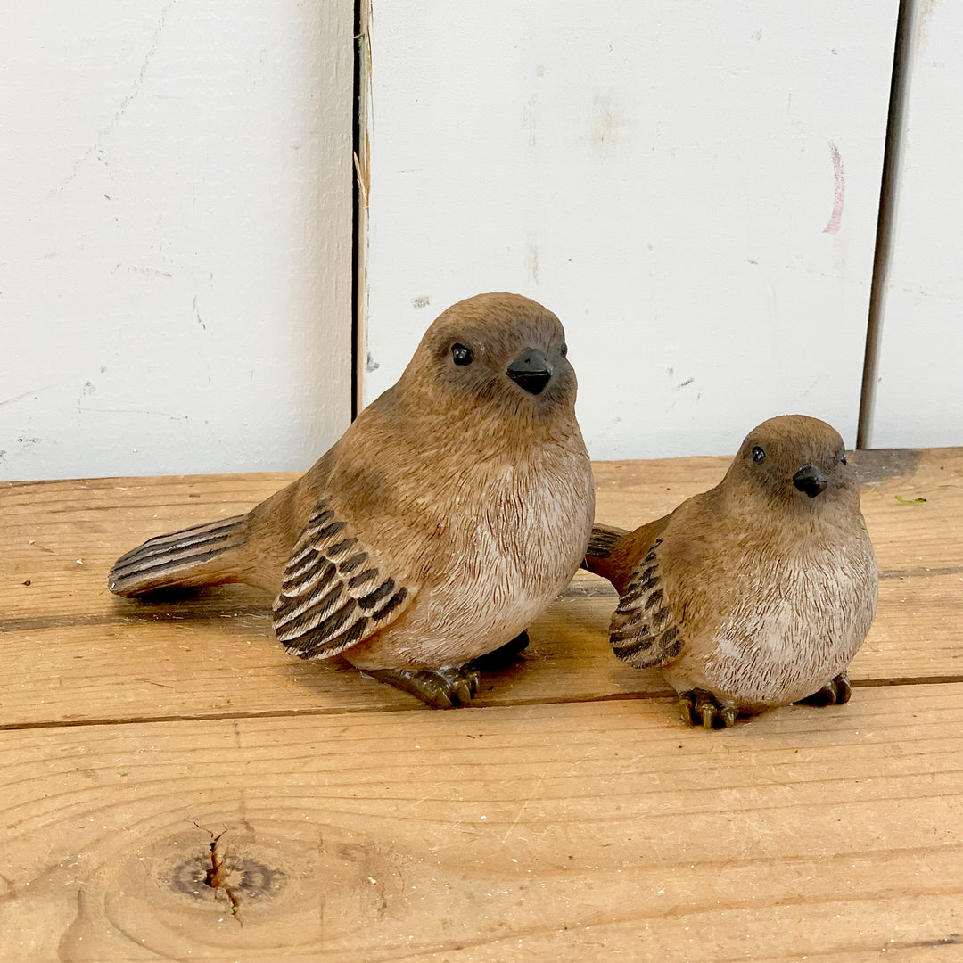 Brown Birds