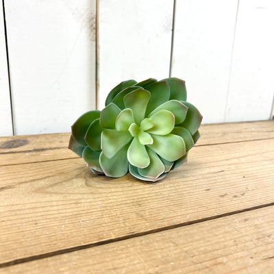 Echeveria Succulent