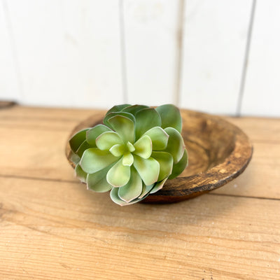 Echeveria Succulent